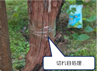 ぶどうの幹に切れ目処理を行った様子