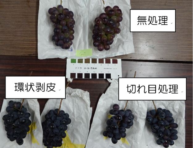 環状剥皮・切れ目処理の果実の様子 処理した樹の果実の色が濃い