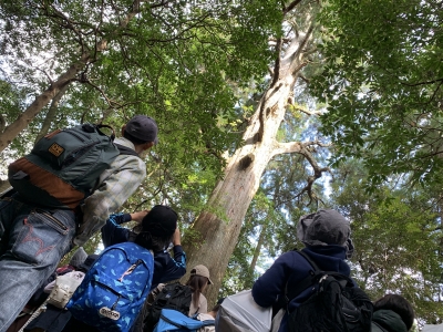 行者杉(小石原コース)を見る