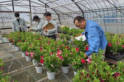 審査員がビニルハウスの中で花を審査している様子
