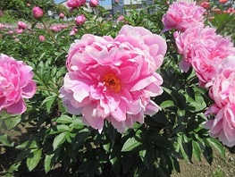シャクヤクの花