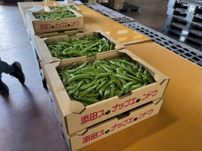 出荷されたスナップエンドウ