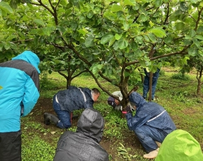 環状剥皮の処理方法の目合わせ