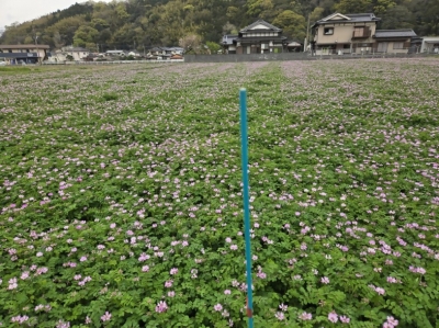 令和6年播きレンゲの生育