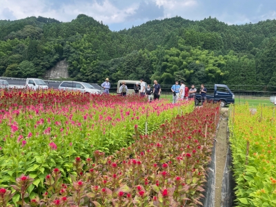 花卉部会添田支部現地検討会