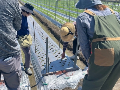 生産者が定植したケイトウの苗を見ながら話し合いをしている様子