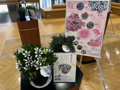 県庁ロビーに展示した鉢花リンドウと紹介パネル