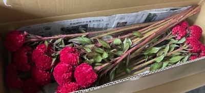ニワトリのトサカに似た花が名前の由来です