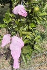 日焼け果対策試験（果実袋区）