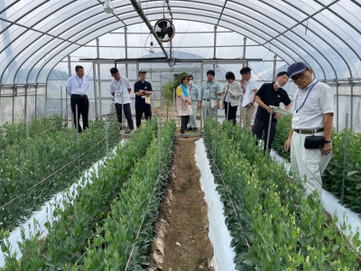 トルコギキョウほ場