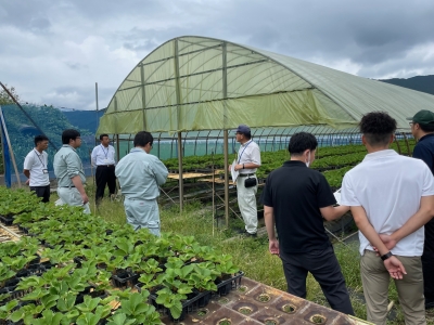 イチゴ育苗施設