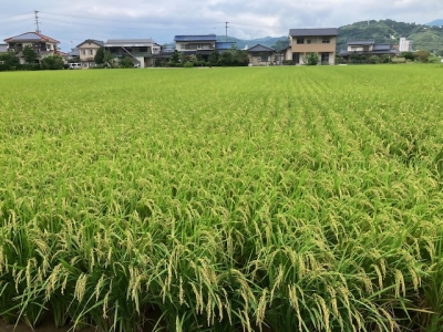 可変施肥による生育の均一化