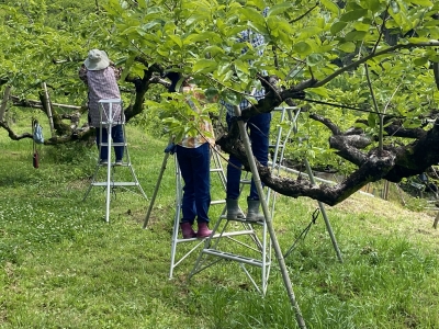 カキの摘蕾を行う被雇用者の様子