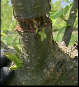 環状剥皮(かんじょうはくひ)による新梢の発生(写真1)