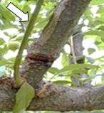 環状剥皮(かんじょうはくひ)による新梢の発生(写真2)