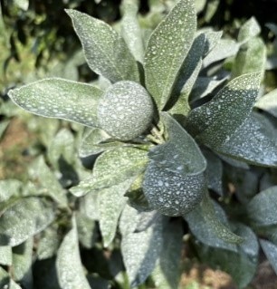 日焼け果対策試験(炭酸カルシウム区)