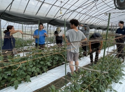 ダリア圃場巡回の様子