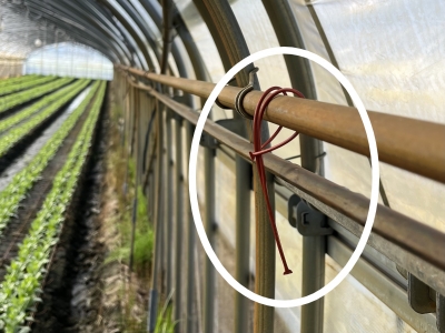 ハウス内に設置した交信かく乱剤