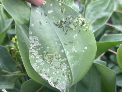 葉を食害するハスモンヨトウ若齢幼虫