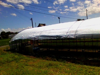 遮光資材を設置した育苗ハウス
