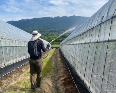 遮熱資材を散布する生産者