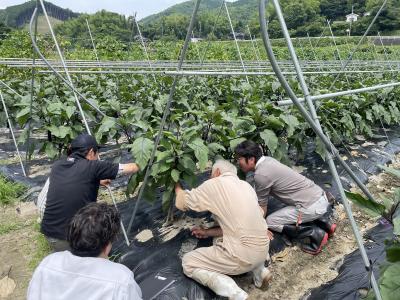 ナス現地検討会