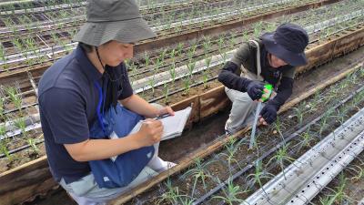 カーネーション苗の初期生育状況を調査