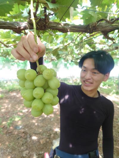 販売するブドウ