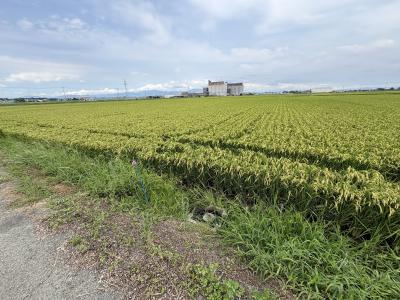 稲穂が垂れはじめた夢一献(肥料試験ほ場)