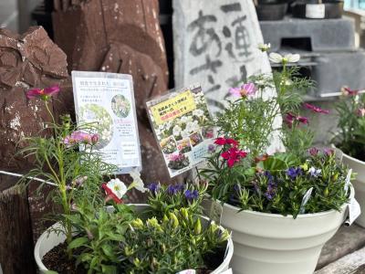 直売所に展示した寄せ植え